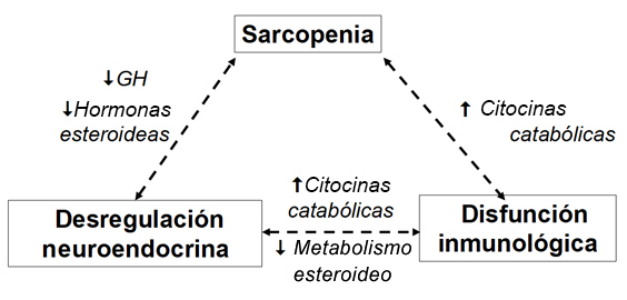 Cambios fisiológicos relacionados con el envejecimiento en la fragilidad.