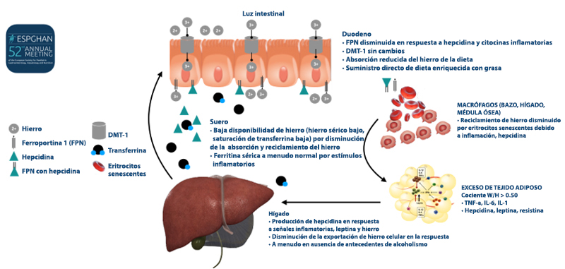 Papel de la célula grasa en el riesgo cardiovascular - ScienceDirect