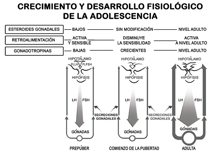 Esquema del cambio progresivo en la secreción de gonadotropinas resultantes de la dimsinución de la sensibilidad del hipotálamo a los esteroides gonadales.