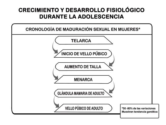 Cronología de la maduración sexual en mujeres.