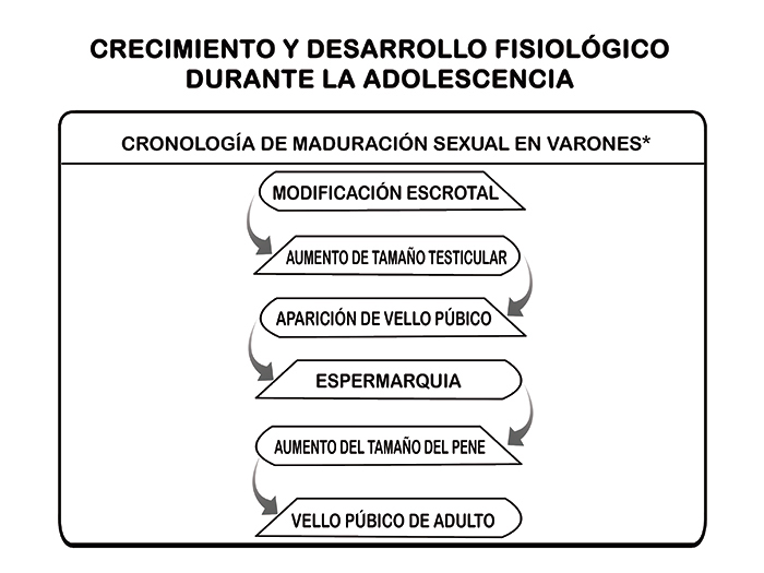 Cronología de la maduración sexual en varones.