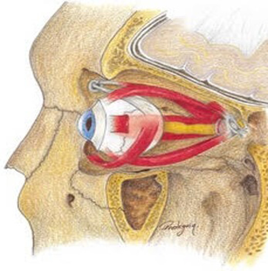 Anatomía de la órbita.