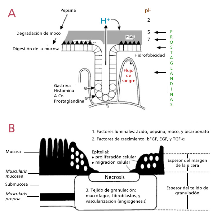 Esquema de los mecanismos de defensa de la mucosa gástrica y de reparación de las úlceras.