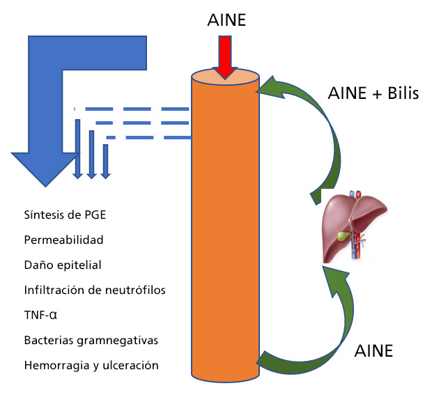 Patogenia de la enteropatía por AINE.