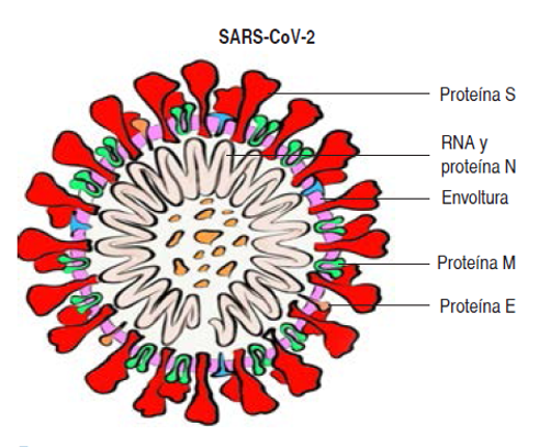 Esquematización del virus SARS-CoV-2