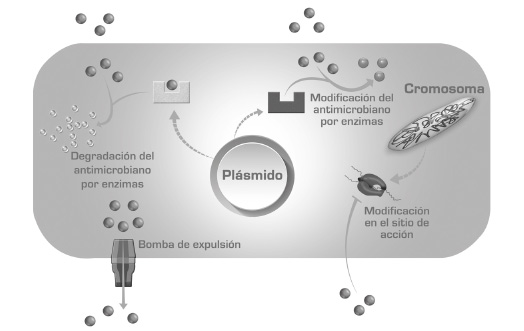 Mecanismos de resistencia a los antimicrobianos