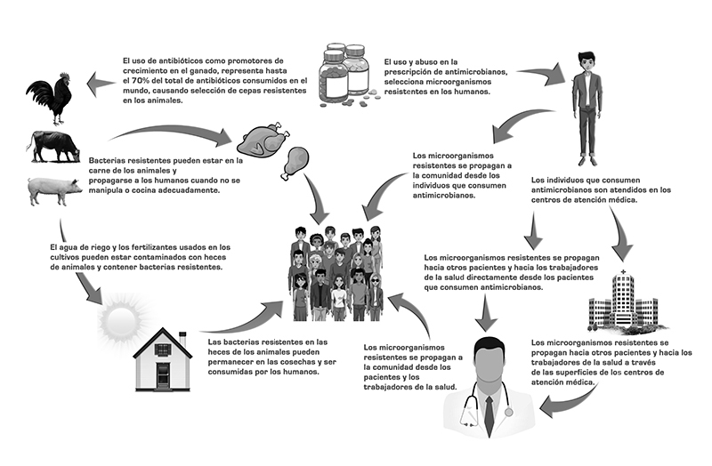 Vías de propagación de la resistencia a antimicrobianos