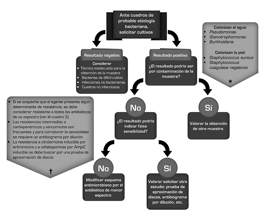 Algoritmo sugerido para el uso adecuado de cultivos bacterianos